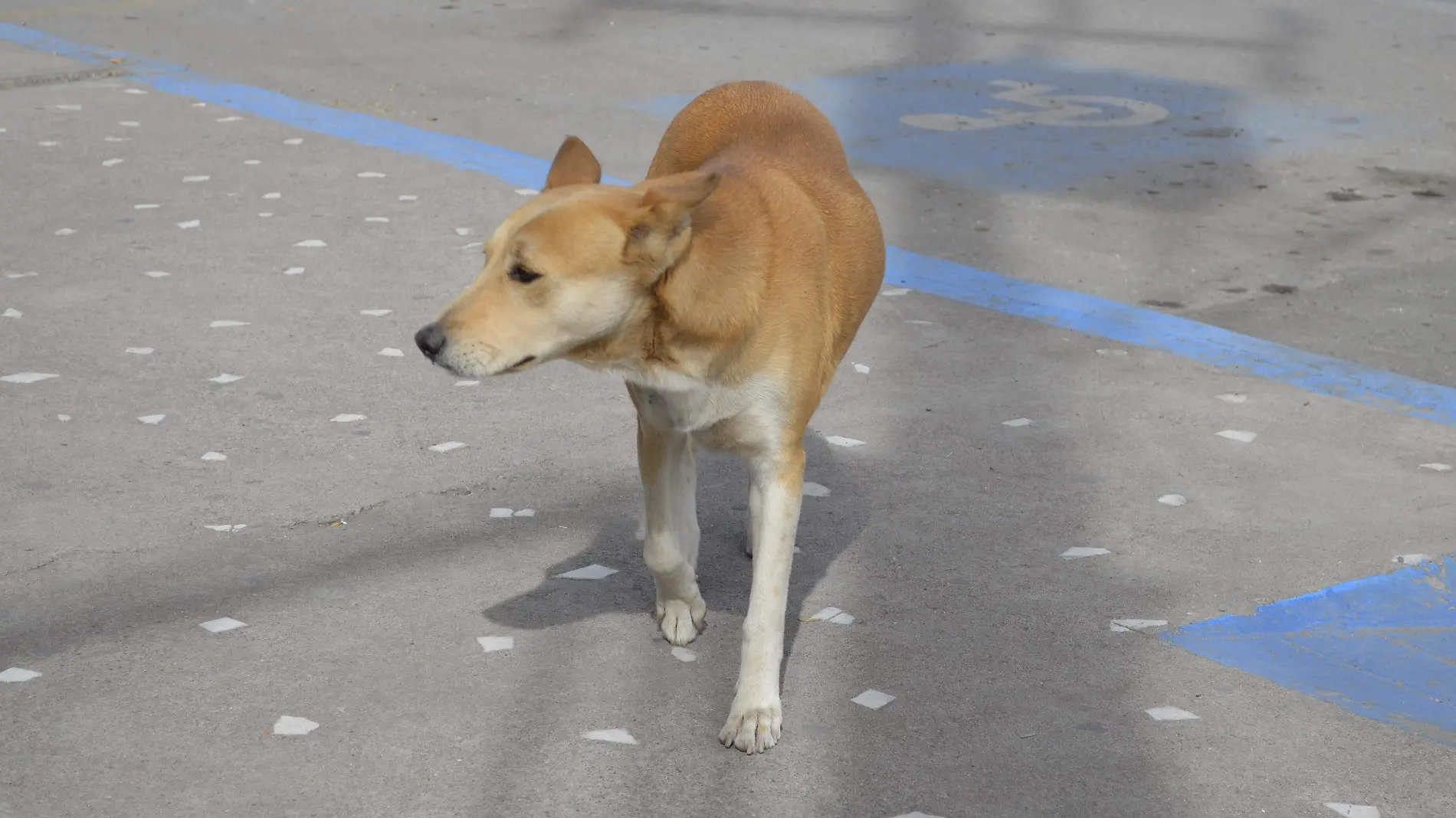 Estallidos desorientan a las mascotas